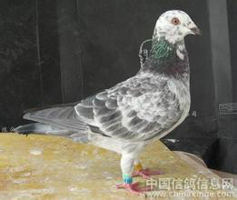  p>黑麒麟是 a target="_blank" href="/item/麒麟花鸽/3033277" data