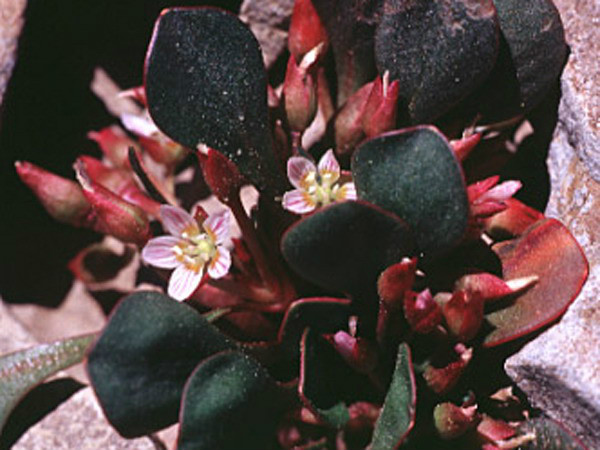 gray) parry ex s. watson