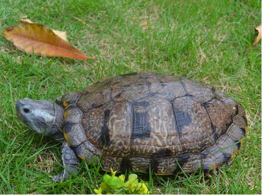  p data-id="gnx9a3su8p">黑珍珠black pearl red eared slider是滑龟