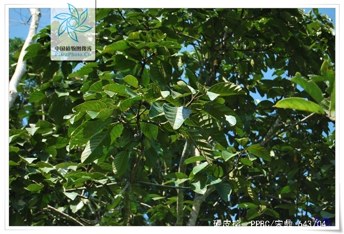  p>硬皮榕( a target="_blank" href="/item/学名/8074290" data