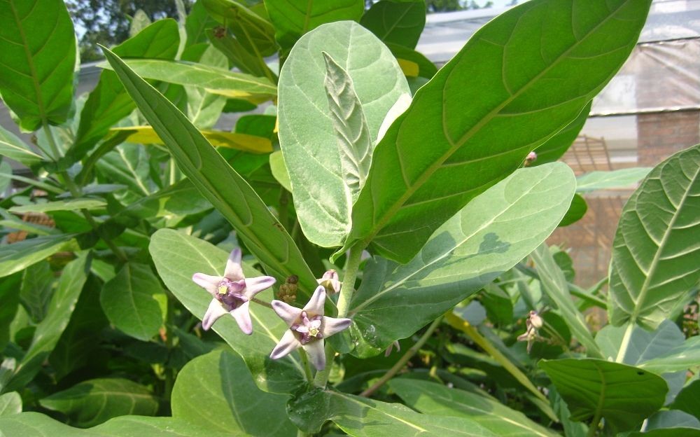  p>牛角瓜(学名: i>calotropis gigantea  /i>(l.) dry.ex ait.f.
