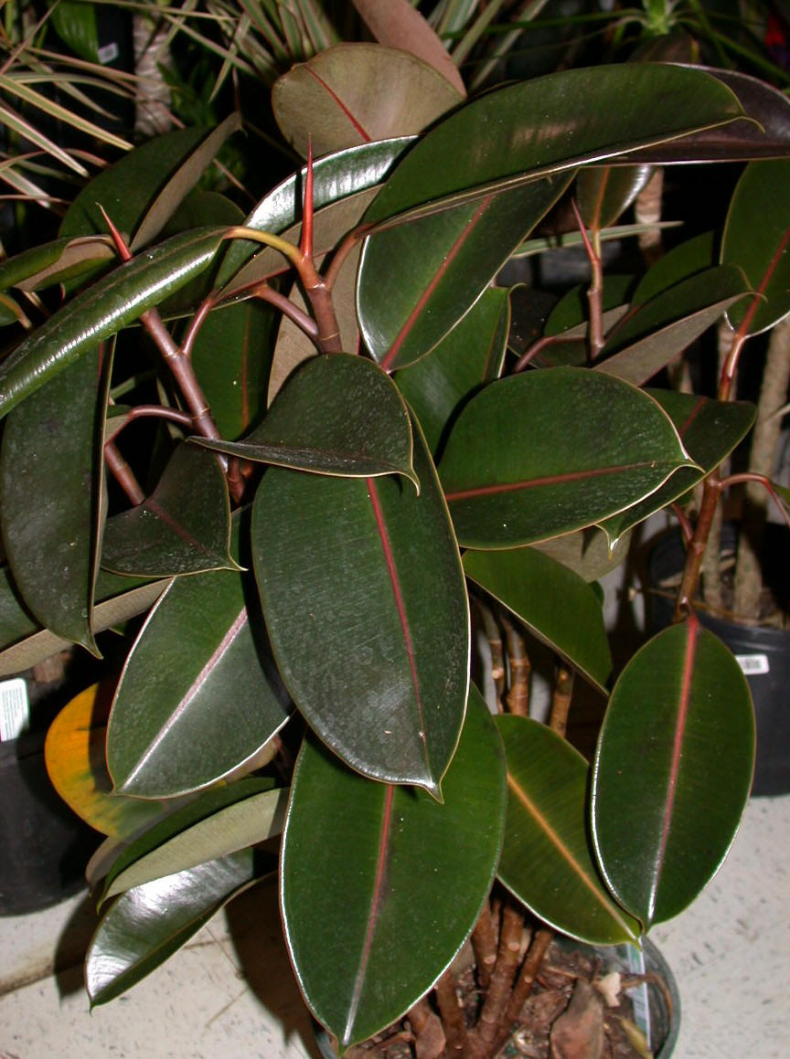 arg.)是大戟科,橡胶树属植物.