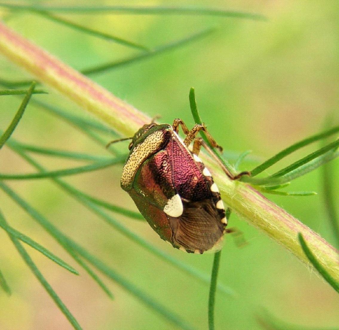 sugarbeet stink-bug