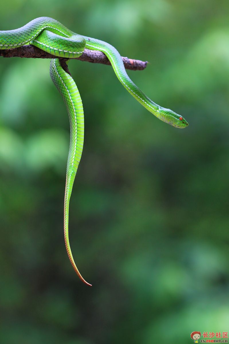 trimeresurus  medoensis