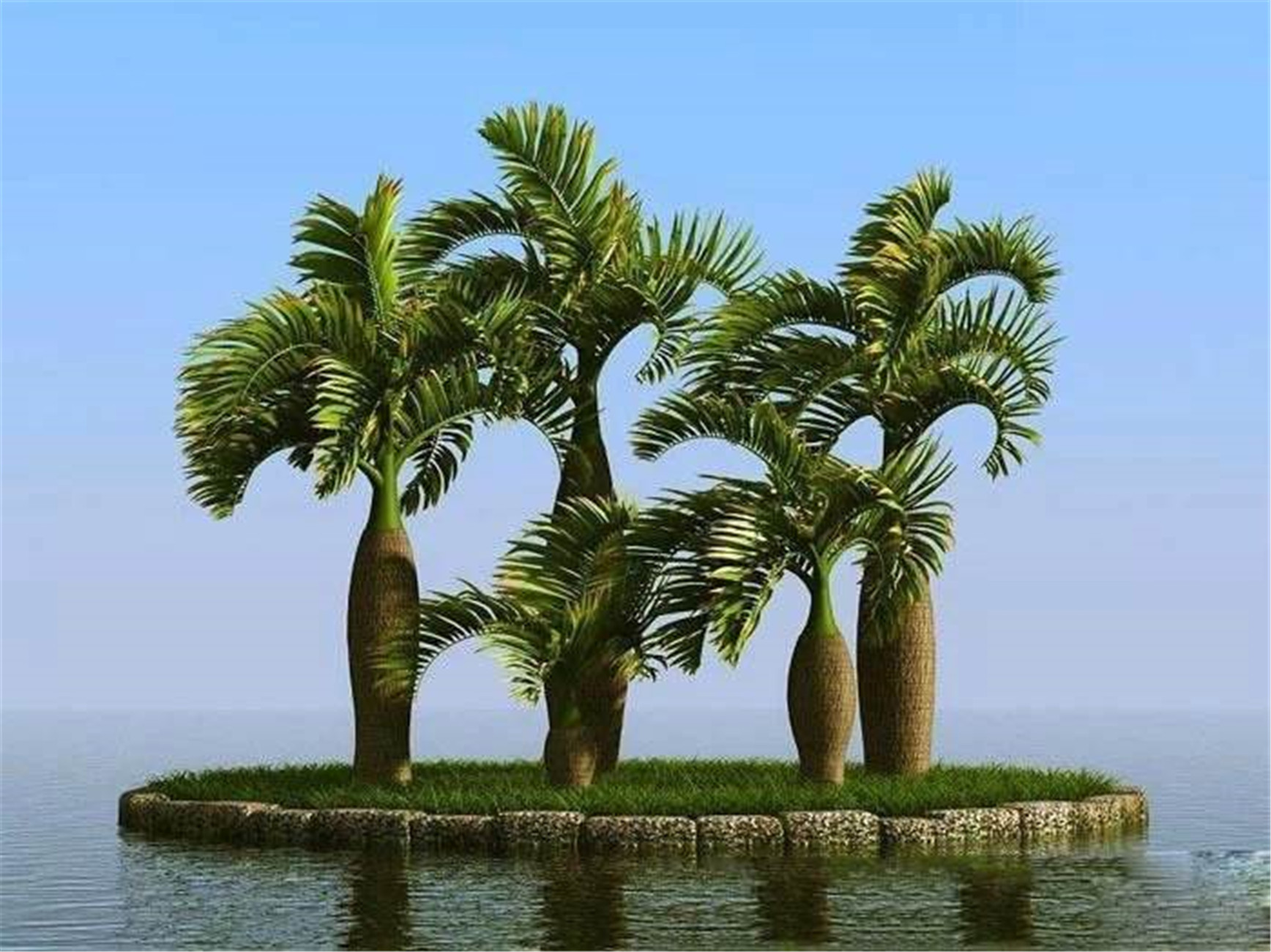  p data-id="tzqjhelx4h7i">酒瓶椰为棕榈科椰子属植物.