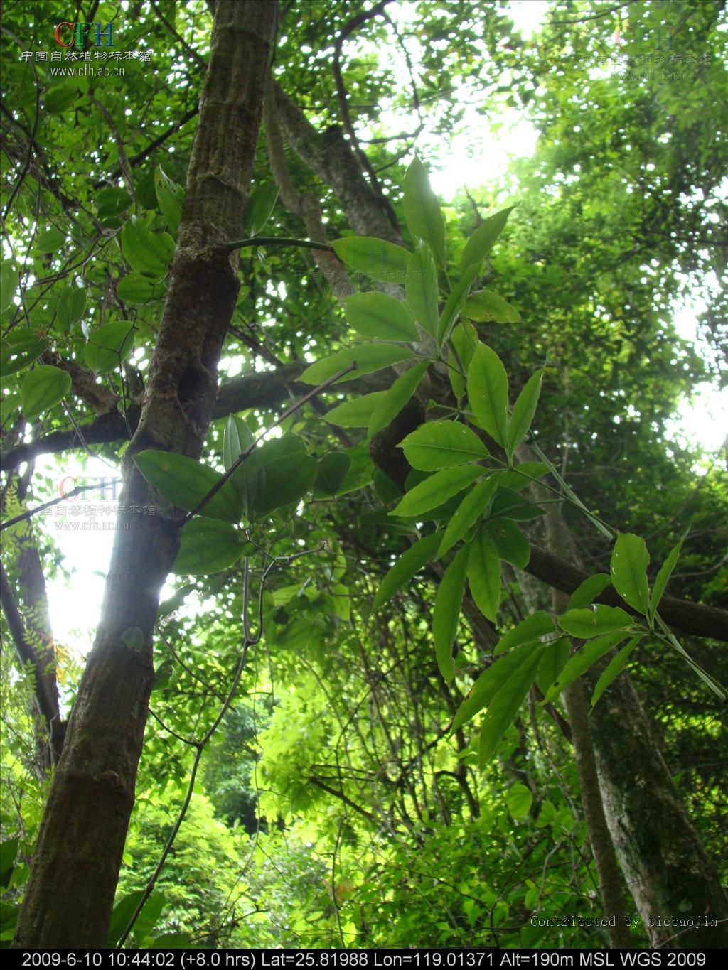 data-lemmaid="2946939">萝藦科 /a>植物须药藤 i>stelmatocrypton kh