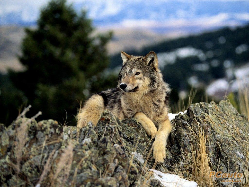  p>里海狼(学名:canis lupus cubanensis)是 a href="#" data-lemmaid