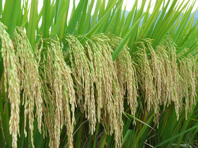 不仅有籼米的蓬松清香,又有粳米的柔滑微甘,而且杂交后的水稻气株型