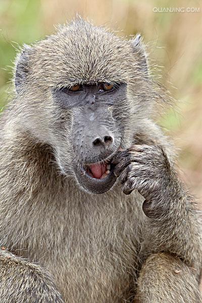  p>狒狒(学名: i>papio /i>):灵长目 a target="_blank" href="/item