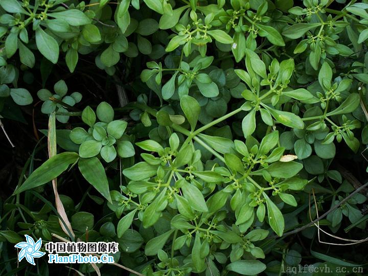  p>四芒景天(学名:sedum tetractinum)为景天科景天属的植物,是我国的