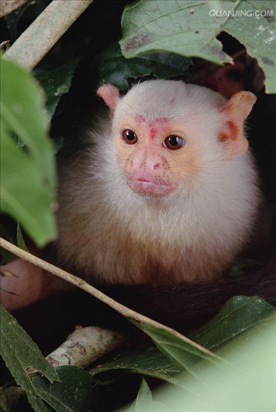  p>狨猴是体型较小的非人灵长类动物,源于巴西东北部,濒临大西洋的