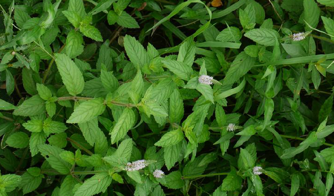  p>龙船草属 (学名:nosema prain),唇形科,约6种,主要分布于印度,泰国