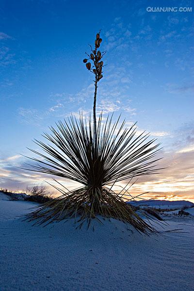 yucca smalliana fernald
