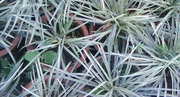  p>银须草是禾本科莎草目单一或丛生的植物.