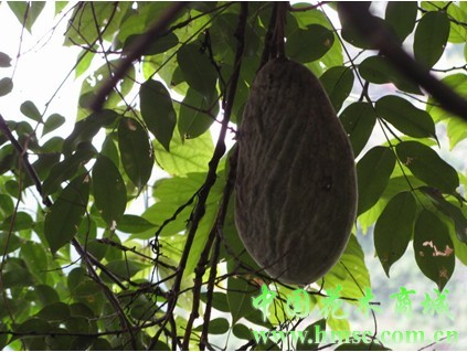  p>猪腰豆属(whitfordiodendron elmer), a href="#">双子叶植物纲 /a