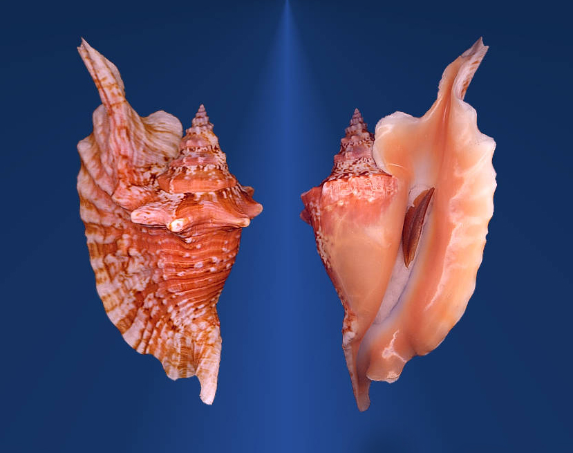 rooster-tail conch