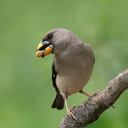  p>蜡嘴雀是中国传统鸟种,也是国家保护动物.