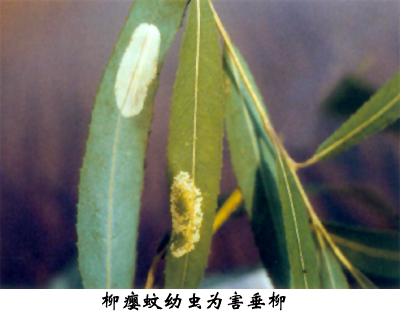 柳枝瘿蚊