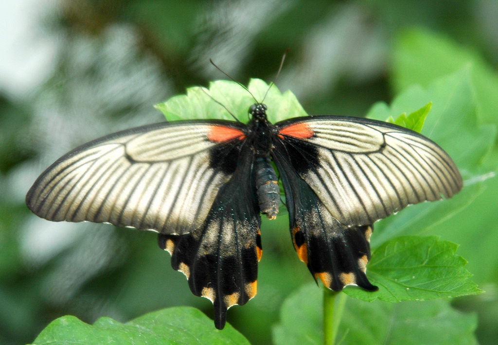  p>蓝凤蝶, i>papilio protenor /i> cramer, a