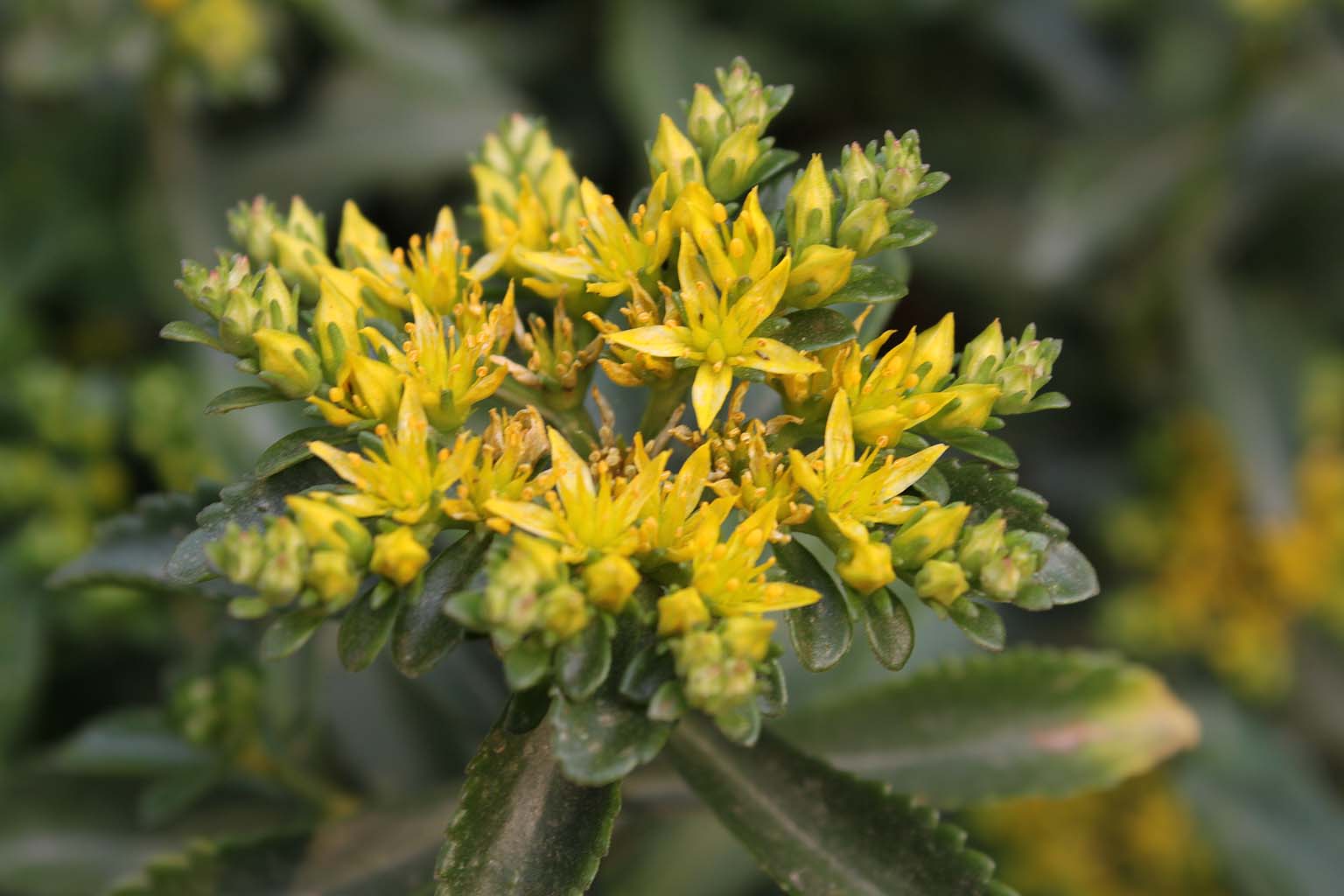  p>正别名 a href="#" data-lemmaid="3491373">五爪三七 /a>, a href