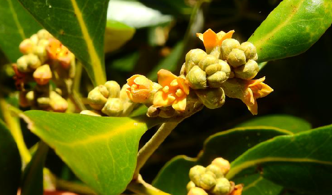 是红树科红树属的乔木或灌木.