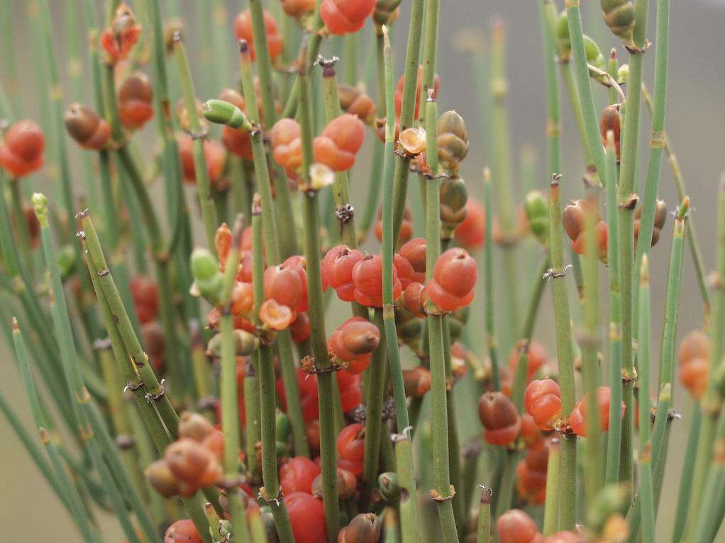 major /i> host)是麻黄科,麻黄属直立小灌木,高达可达1米,木质茎粗长