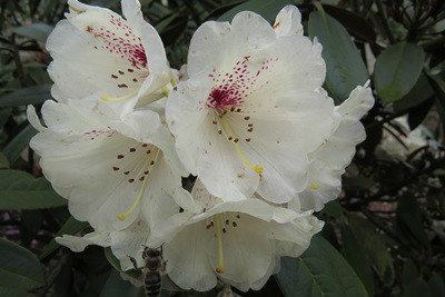  p>褐毛杜鹃(学名: i>rhododendron wasonii /i> hemsl. et wils.