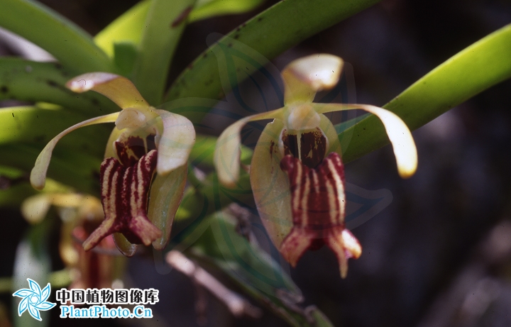  p>叉唇万代兰(拉丁学名: i>vanda cristata /i> lindl.