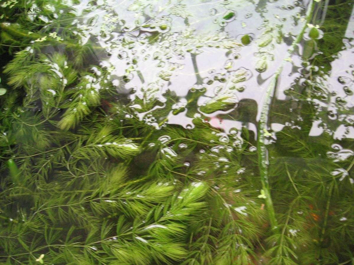 l)是 a target="_blank" href="/item/金鱼藻科/8599617" data-lemma