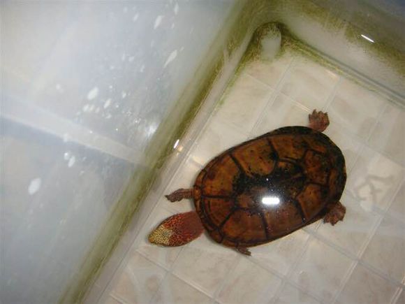 斑纹泥龟出没在墨西哥 a href="#" data-lemmaid