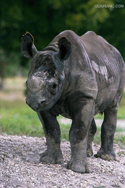  p>黑犀,学名: i> /i> i>diceros bicornis  /i>(linnaeus, 1758), a