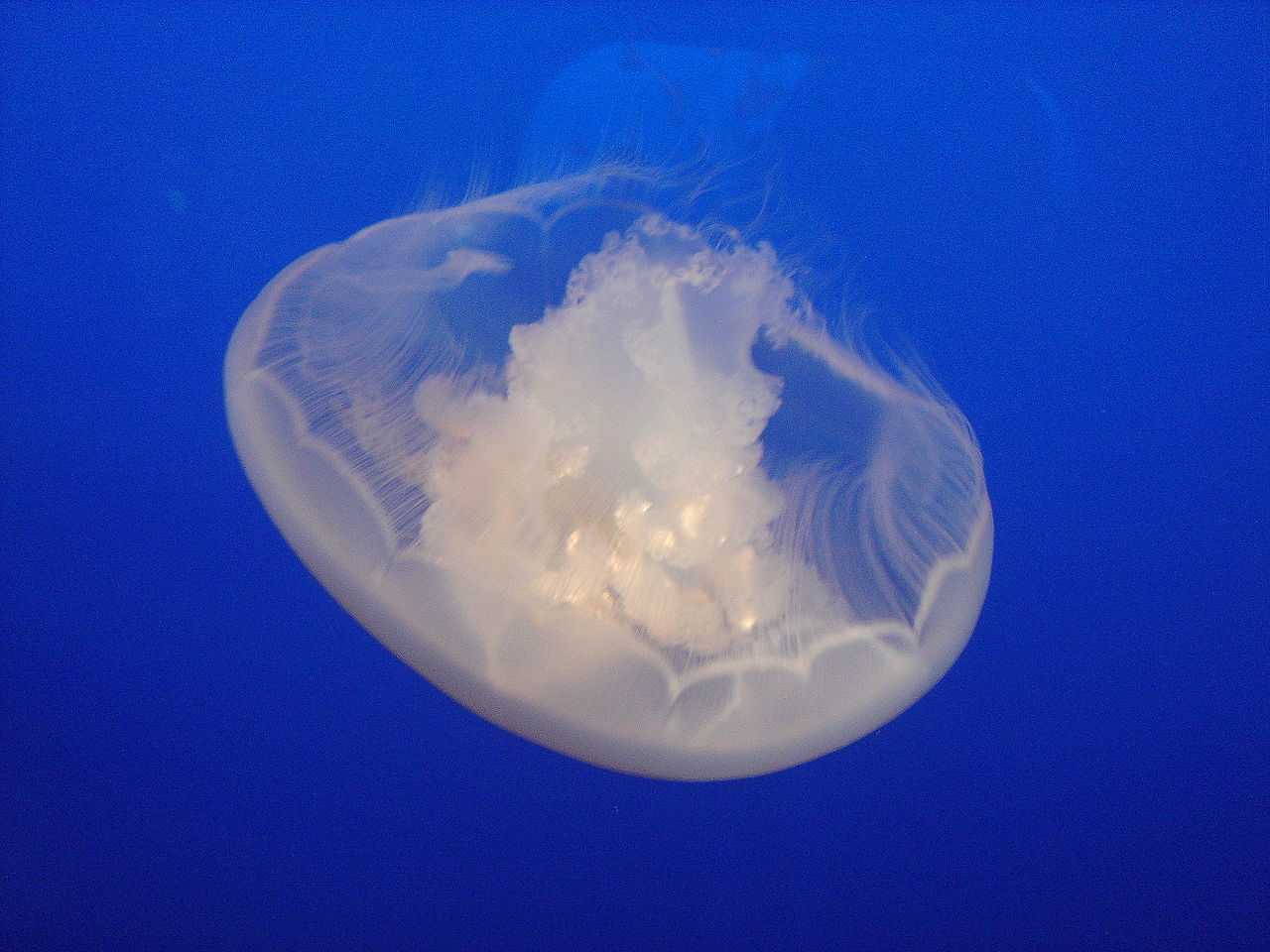 海月水母