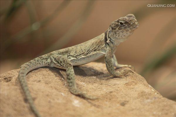  p>环颈蜥(拉丁学名:crotaphytus collaris)是 a href="#" data-lemma