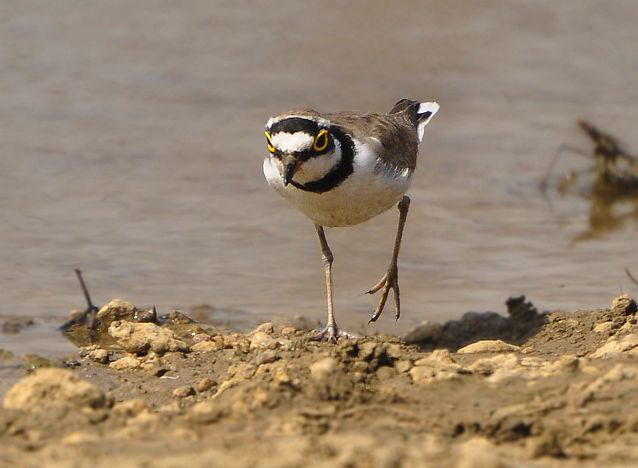 little ringed plover