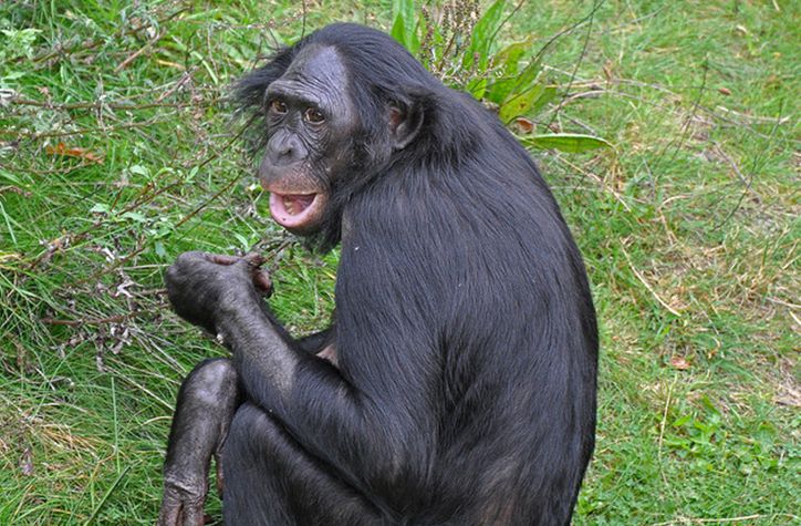  p>倭黑猩猩(学名: i>pan paniscus /i>)是黑猩猩属的两种动物之一,体