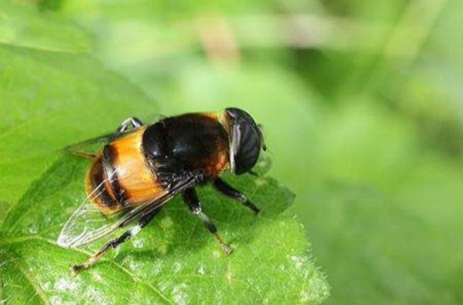 是造成网上所流传的 a target="_blank" href="/item/莲蓬乳/4835799"