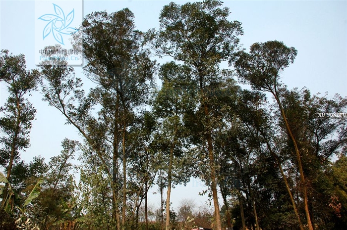 科 /a>的大属,常统称 a href="#" data-lemmaid="166605">桉树 /a>