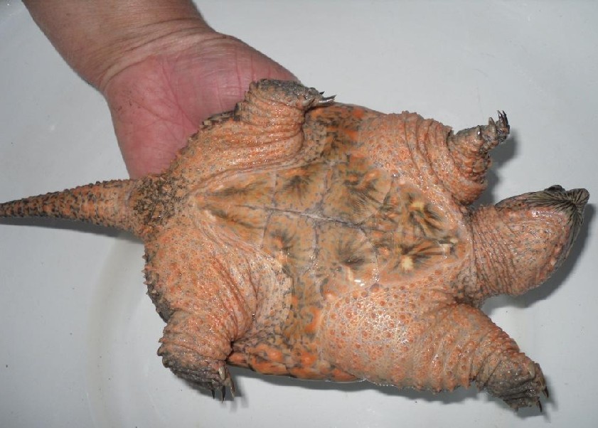  p>鳄龟是世界最大的淡水龟之一,也是北美洲最大的淡水龟,主要栖息在