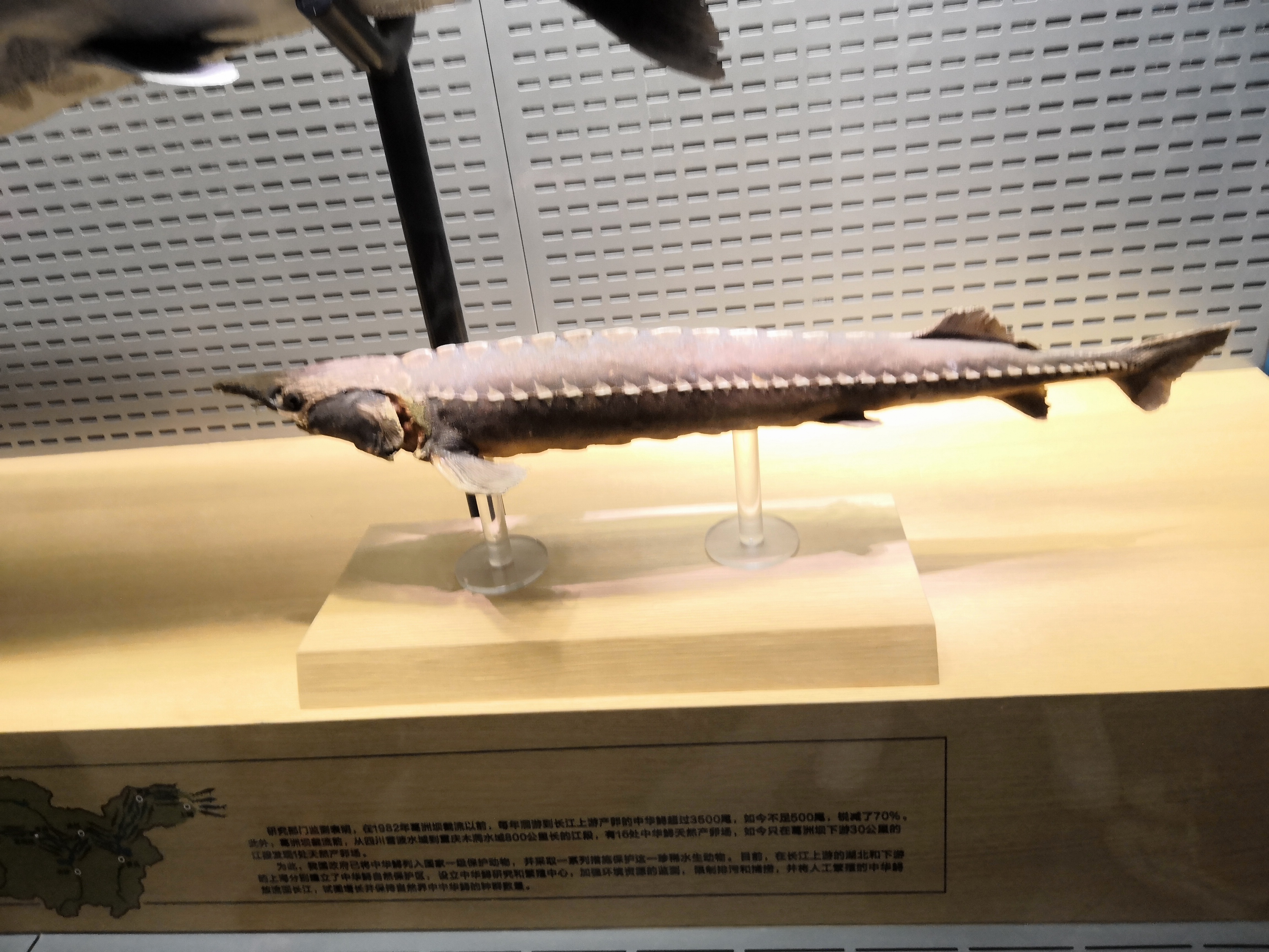 qingdao underwaterworld