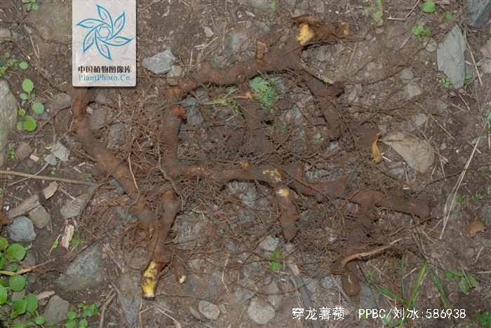 穿龙薯蓣