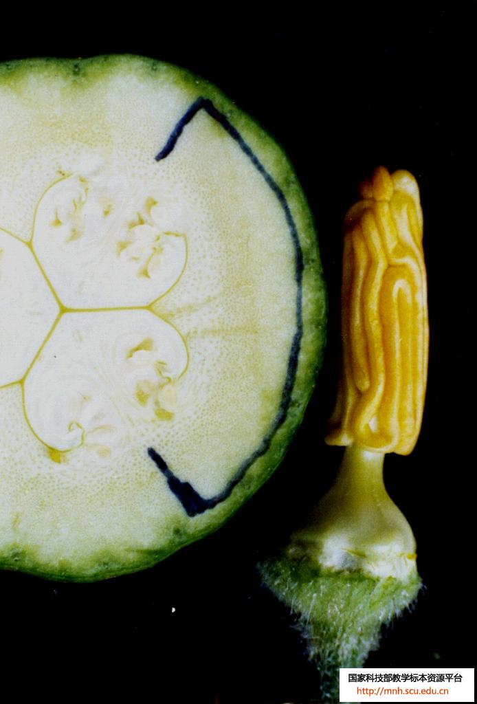  p>心皮是变态的叶, a target="_blank" href=