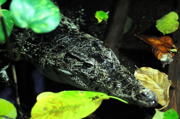  p>伊里安鳄(学名:crocodylus novaeguineae)是一种中型 a target="