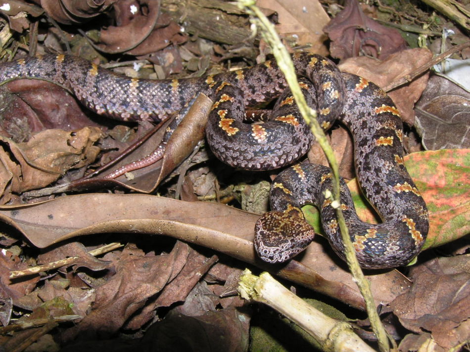  p>黑头海蛇(学名:hydrophis melanocephalus)眼镜蛇科海蛇属物种,头