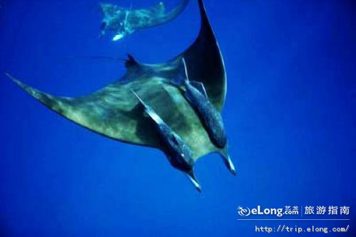  p data-id="go03gluc59">科科斯群岛(cocos islands)又名基林群岛