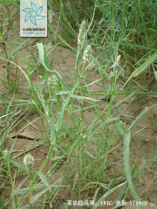  p> a href="#" data-lemmaid="9646419">蔺状隐花草 /a>(学名