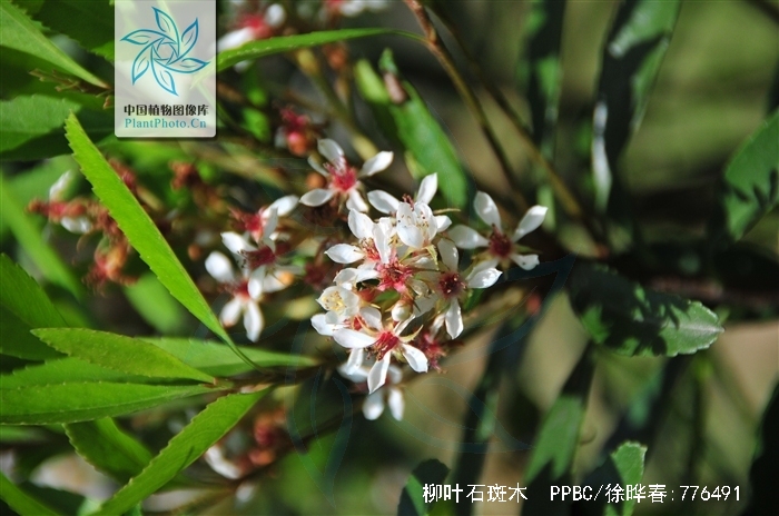  p>柳叶石斑木(学名:rhaphiolepis salicifolia lindl.