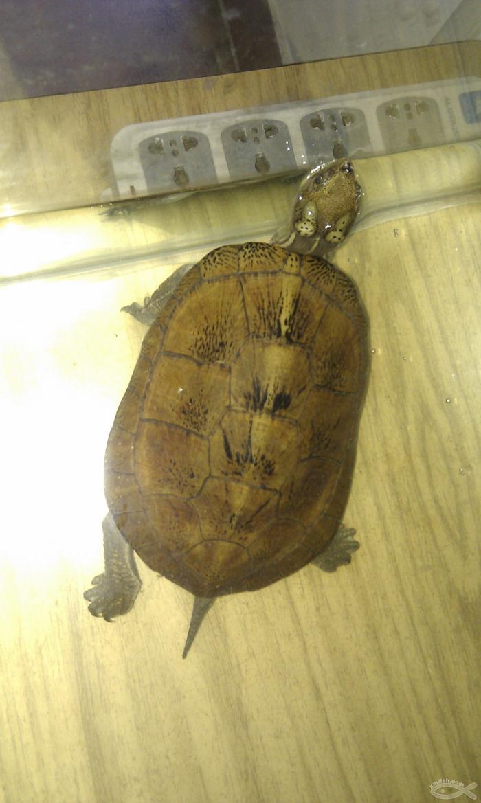  p>眼斑水龟(学名: i>sacalia bealei /i>)是龟科,眼斑水龟属动物.