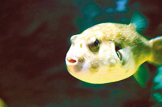 immaculatus /i> (bloch et schneider, 1801) ,又称无斑叉鼻鲀,是 a