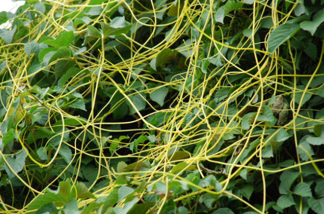  p>菟丝子(学名: i>cuscuta chinensis /i> lam.