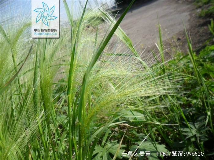  p>芒颖大麦草(学名: i>hordeum jubatum /i> l.